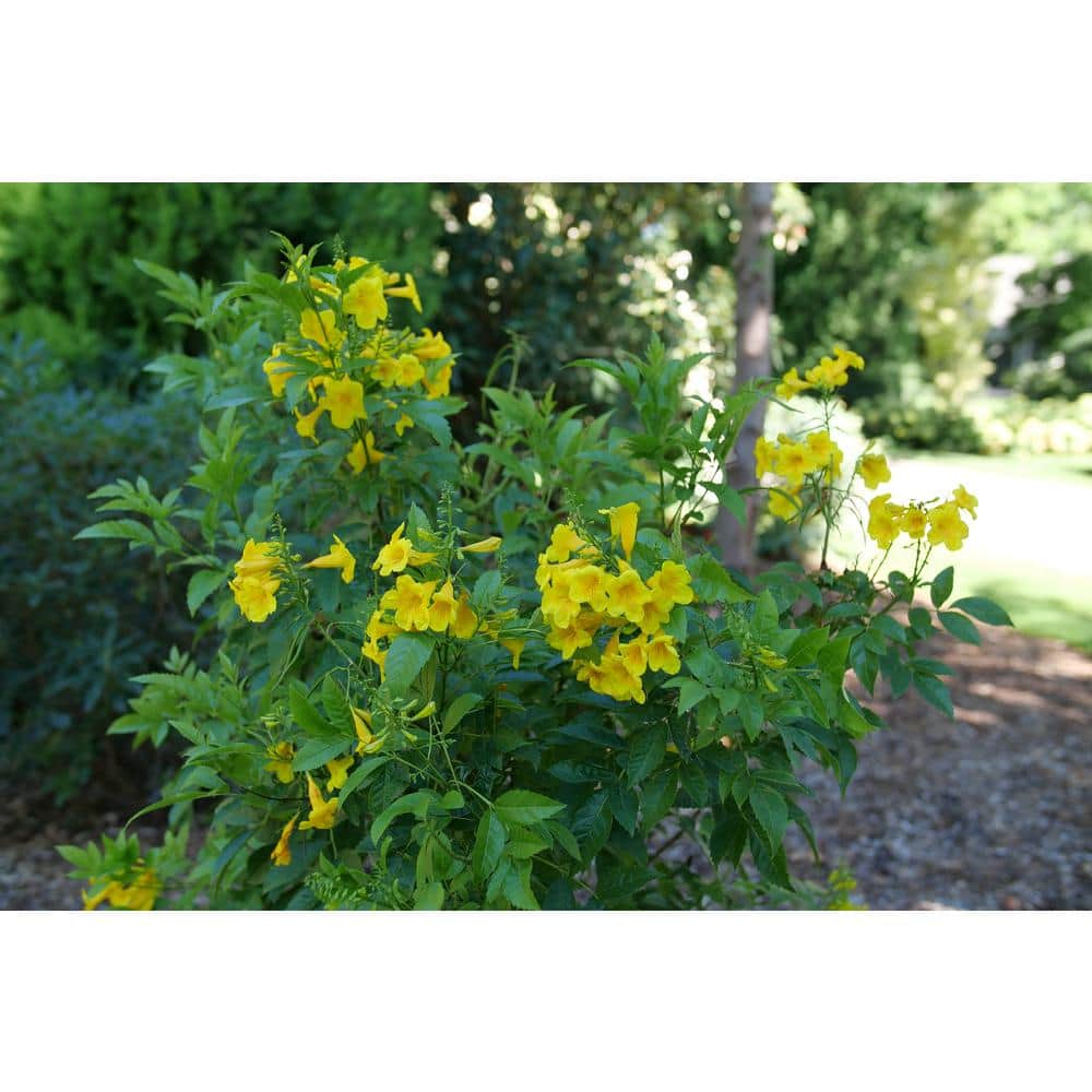 4.5 in. Quartz Chicklet Gold Esperanza (Tecoma Stans) Live Flowering Shrub with Yellow Flowers - Hercitys