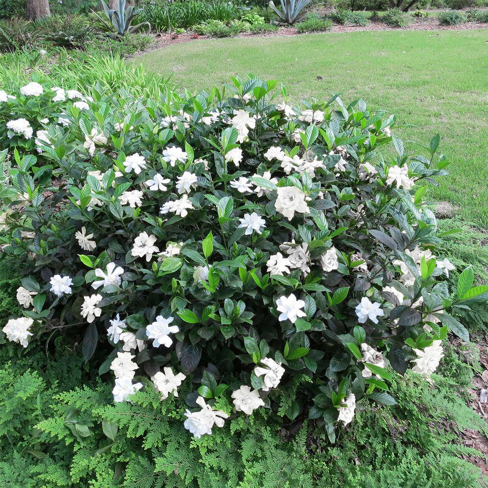 3 Gal. Flowering Fragrant August Beauty Gardenia Shrub (2-Pack) - Hercitys