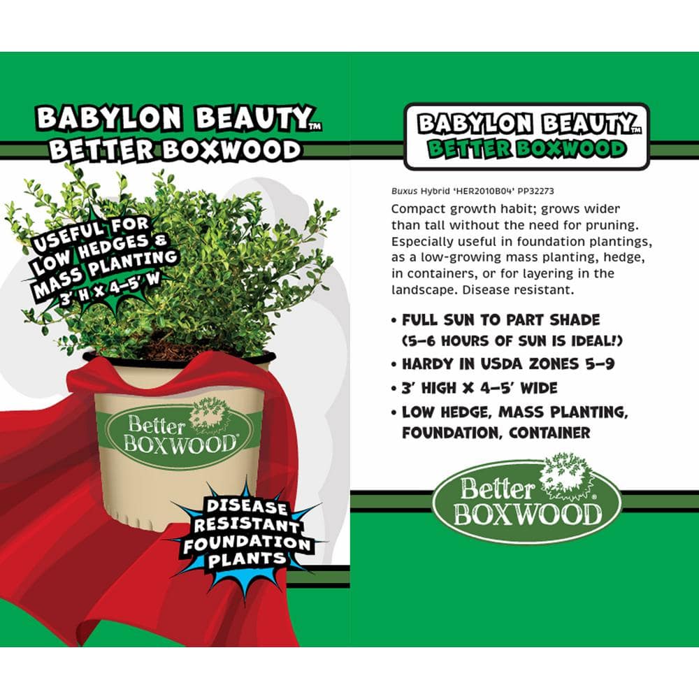 1 Gal. Babylon Beauty Boxwood Shrub - Hercitys