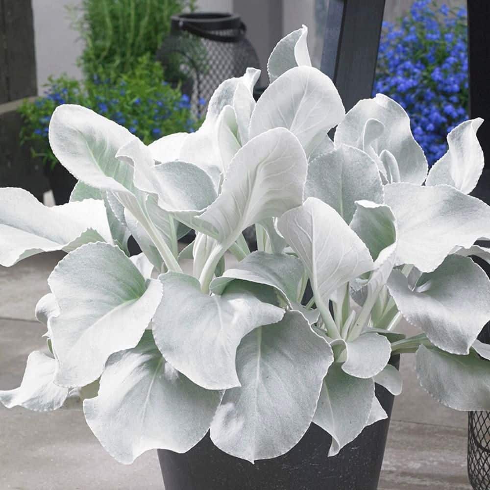 4.5 in. Qt. Angel Wings Sea Cabbage (Senecio Candicans) Live Annual Plant with Silver Foliage - Hercitys