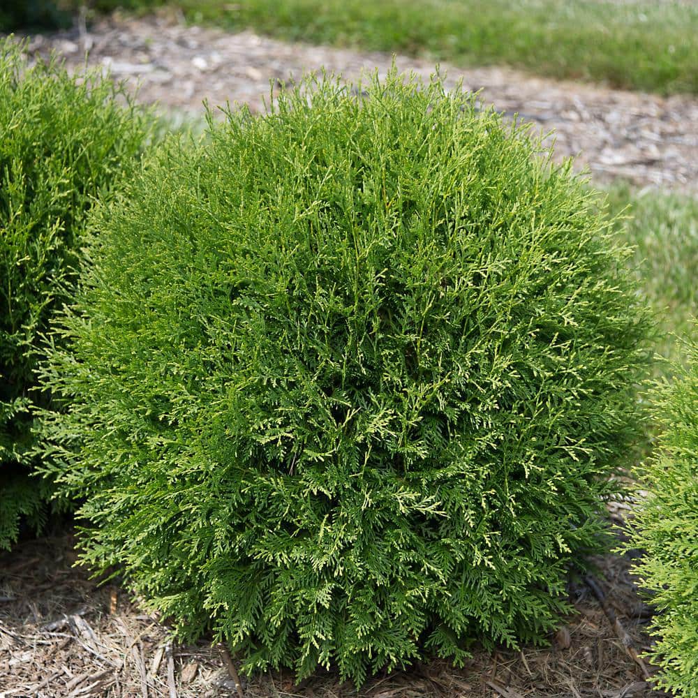 2 Gal. Planet Earth Arborvitae Evergreen Shrub with Round Shape - Hercitys