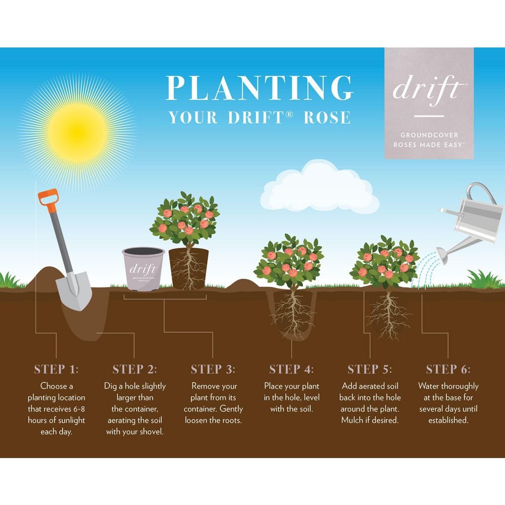 1 Gal. Sweet Drift Rose Bush with Pink Flowers - Hercitys