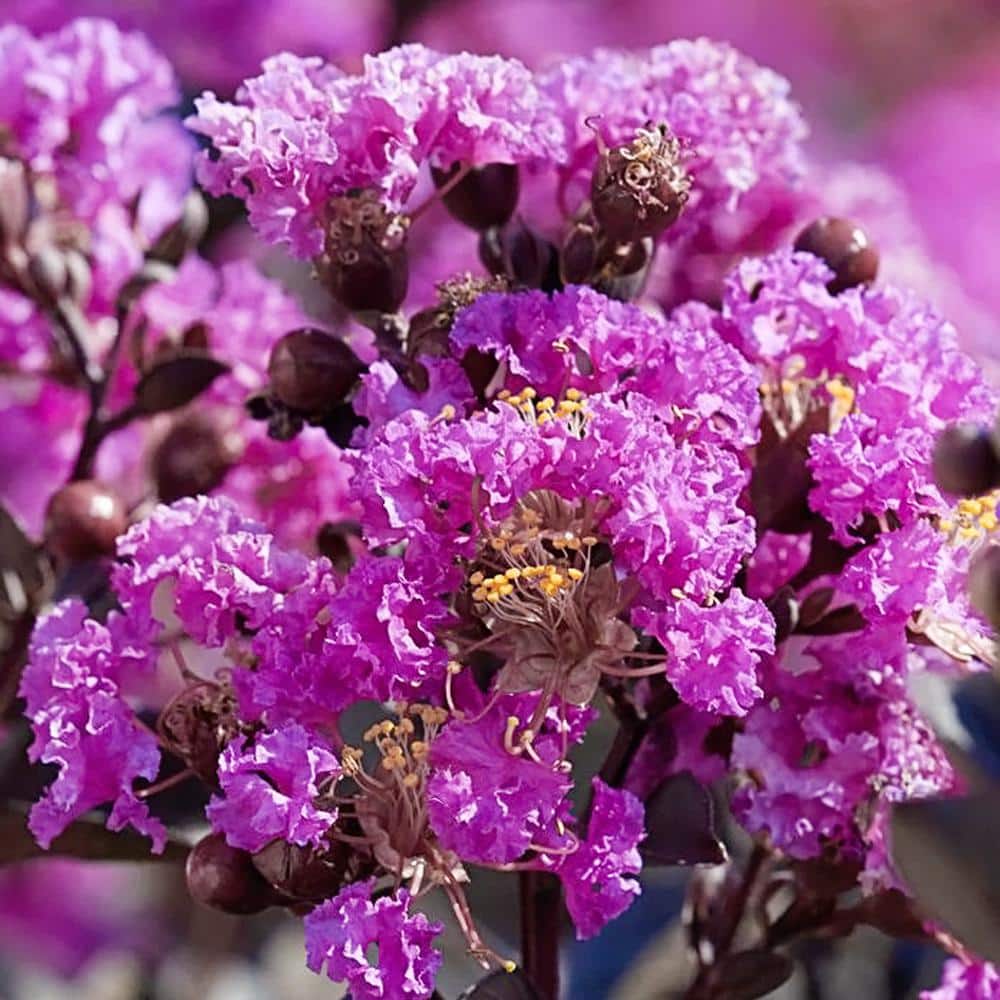 3 Gal. Purely Purple Crape Myrtle Tree - Hercitys