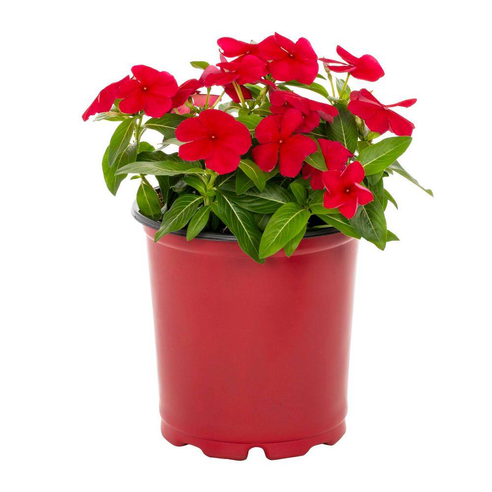 2 qt. Vinca Red Annual Plant (3-Pack) - Hercitys
