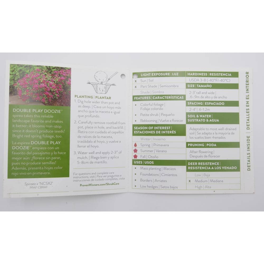 3 Gal. Double Play Doozie Spirea Flowering Live Shrub with Red Flowers - Hercitys