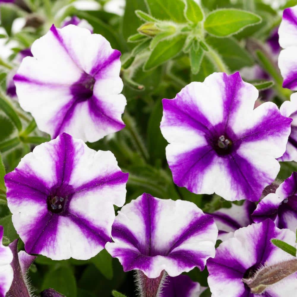 2.5 Qt. Proven Winners Petunia Supertunia Mini Vista Violet Star Purple and White Bicolor Annual Plant (3-Pack) - Hercitys
