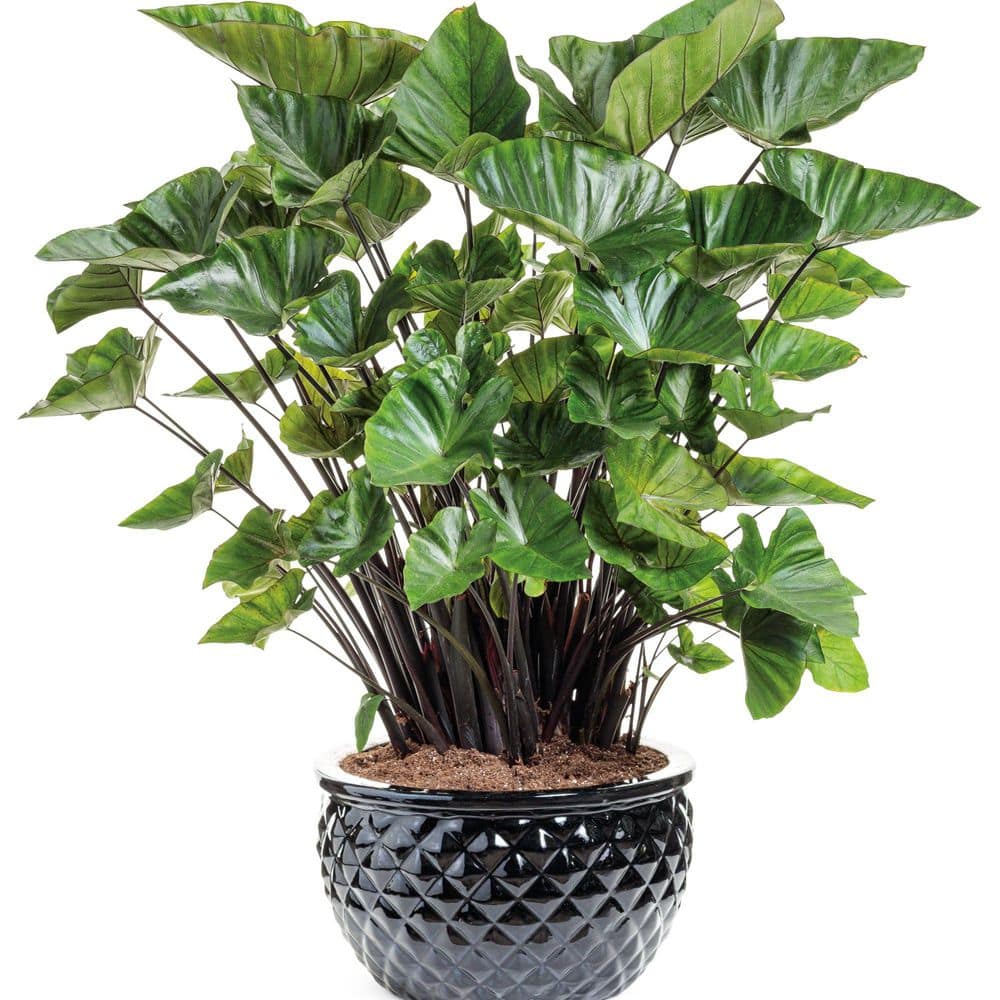 4.5 in. Qt. Coffee Cups Elephants Ear (Colocasia Esculenta) Live Annual Plant with Green and Brown Foliage - Hercitys