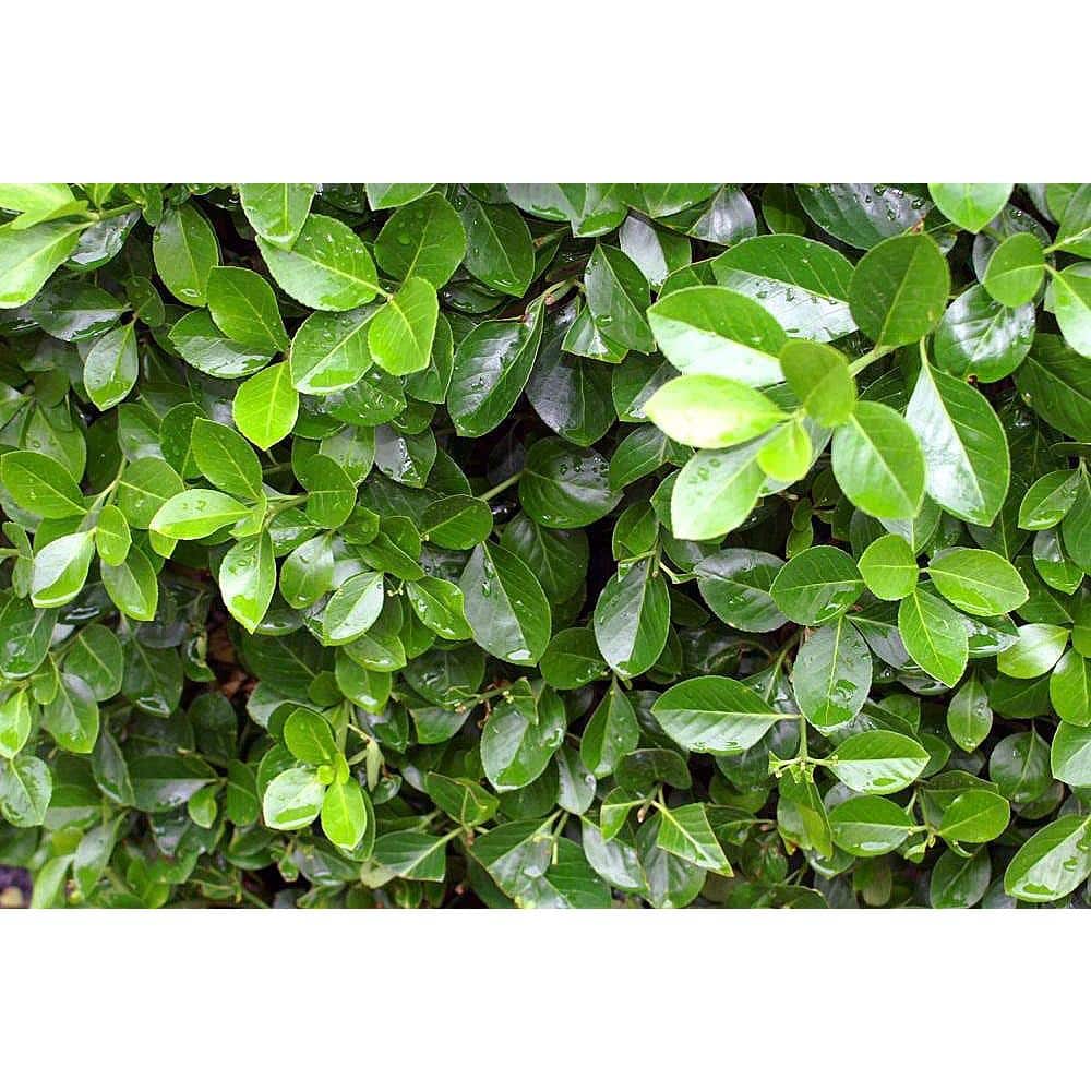 1 Gal. Evergreen Wintercreeper Euonymus Shrub Evergreen, Glossy and Lustrous Leaves, also Drought and Cold Tolerant - Hercitys