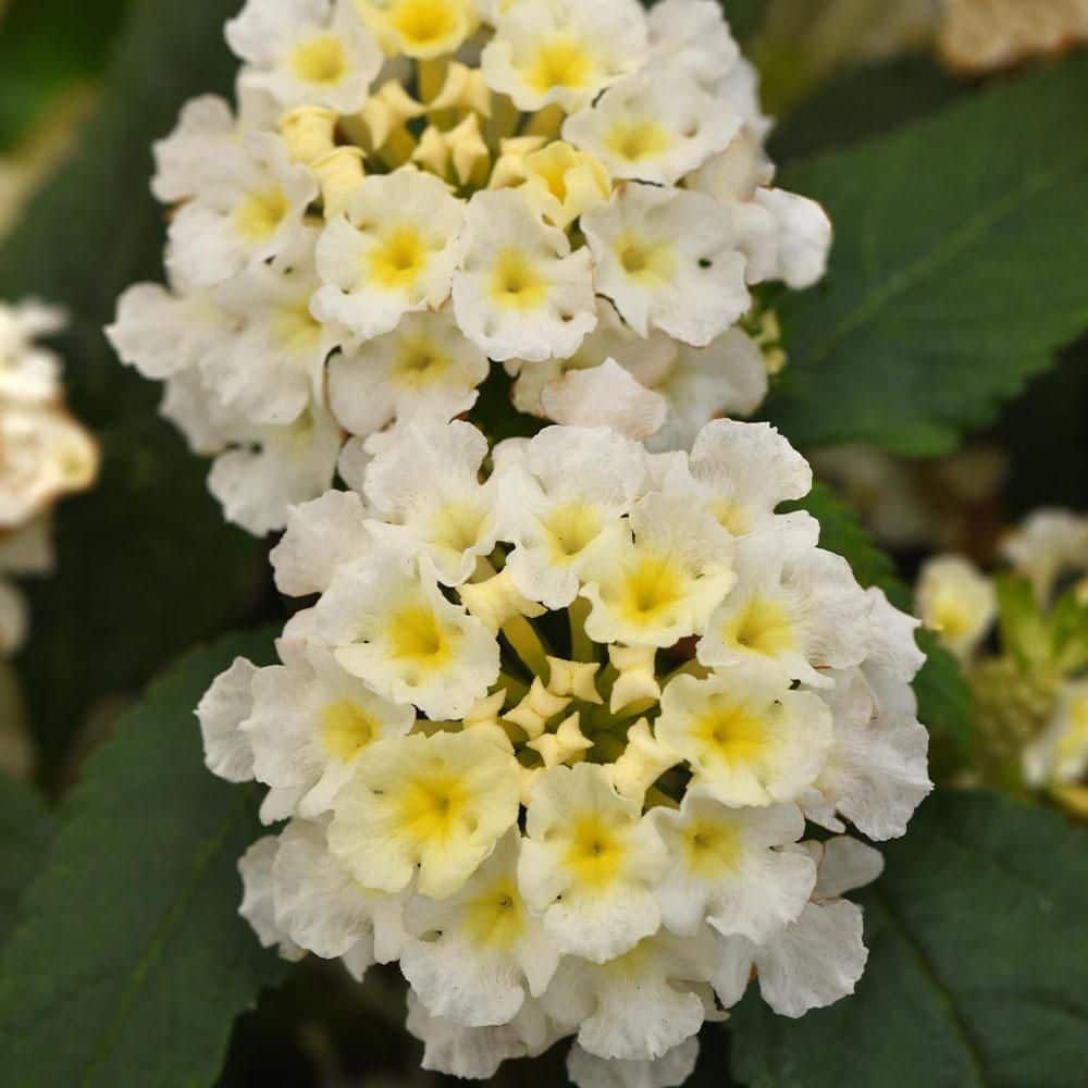 2.6 qt. White Little Lucky Lantana Plant with White and Yellow Blooms - Hercitys