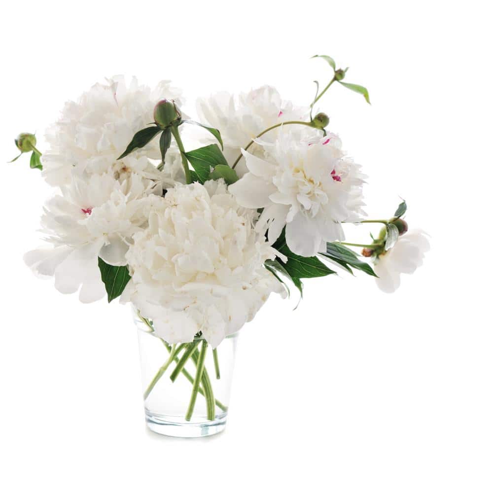 2 Gal. Peony White Live Perennial Plant (1-Pack) - Hercitys