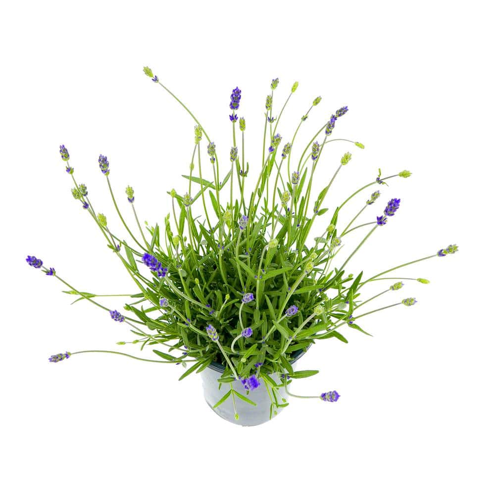 2.5 qt. Perennial Lavender angustifolia English Blue (4-Pack) - Hercitys