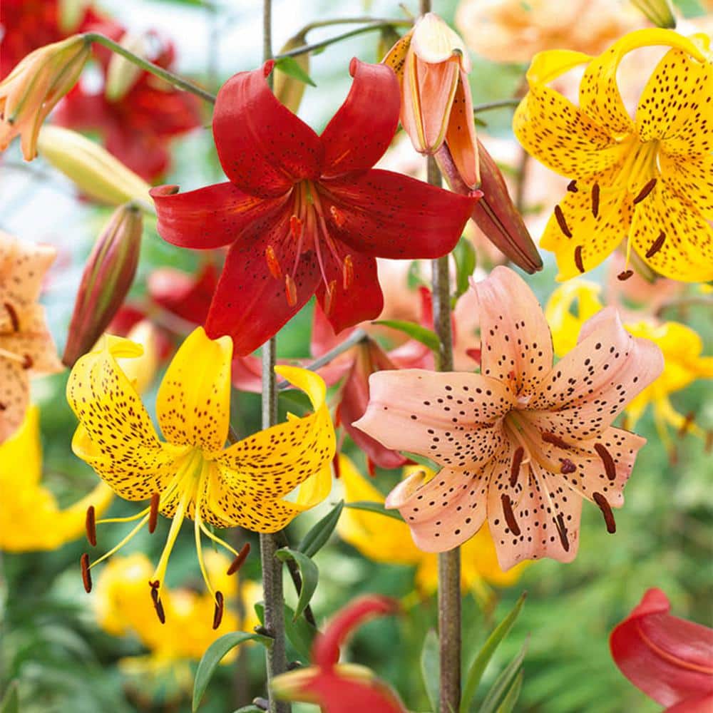 14 cm/16 cm, Twinkle Tiger Lily Mixed Flower Bulbs (Bag of 10) - Hercitys