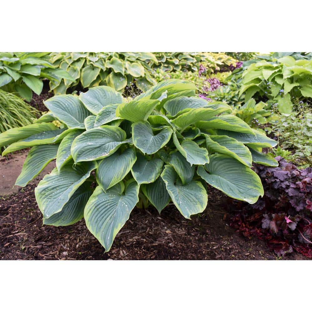 0.65 Gal. Shadowland Wu-La-La Hosta Live Plant, Blue-Green Foliage and Purple Flowers - Hercitys