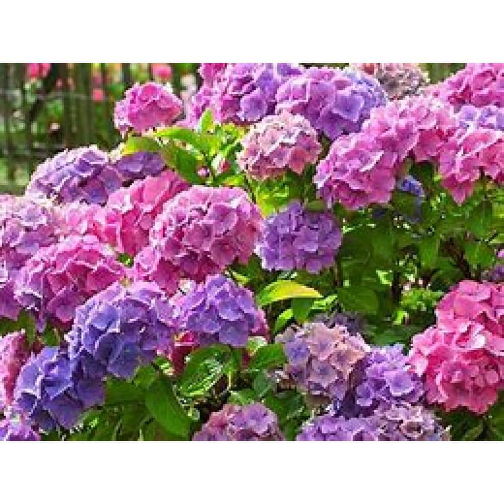 3 Gal. Merritt’s Supreme Bigleaf Hydrangea (Hydrangea macrophylla) Live Flowering Shrub; Blue or Pink Flowers - Hercitys