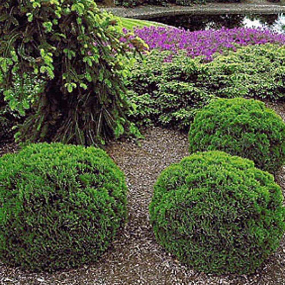 2.25 Gal. Thuja Danica Globe Arborvitae Evergreen Shrub (1 each) - Hercitys