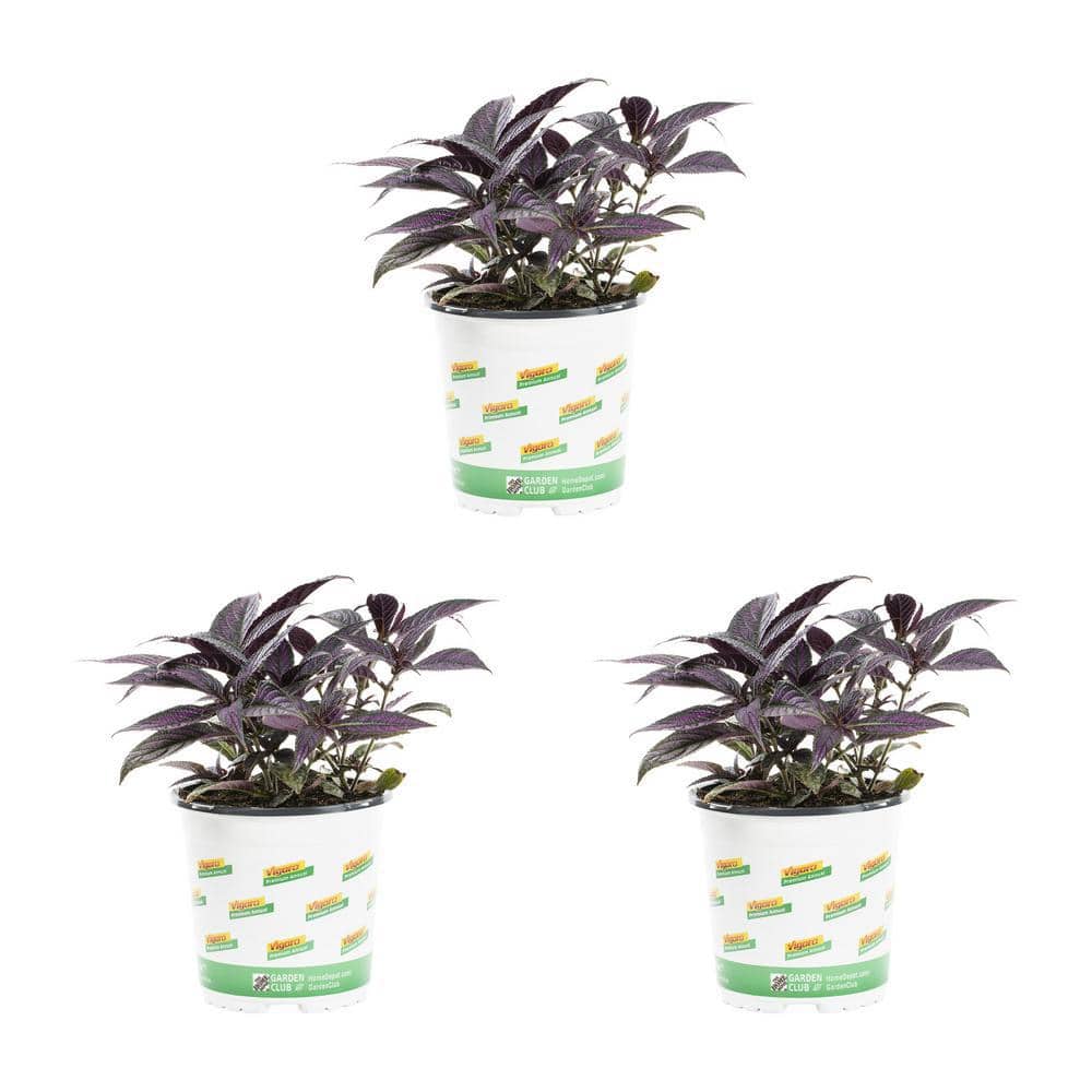 2 Qt. Strobilanthes Dyeriana Persian Shield Annual Plant (3-Pack) - Hercitys
