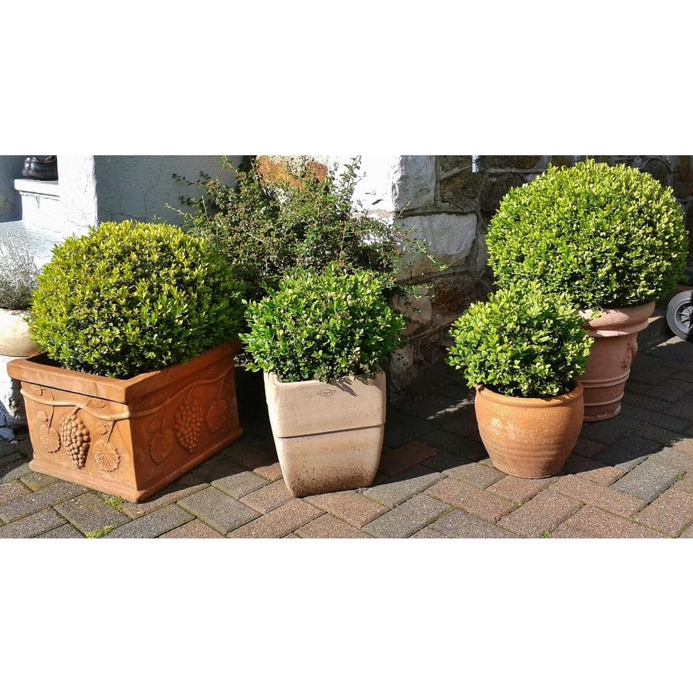 1 Gal. Winter Gem Boxwood Shrub Beautiful, Hardy, Especially Colorful in Winter - Hercitys