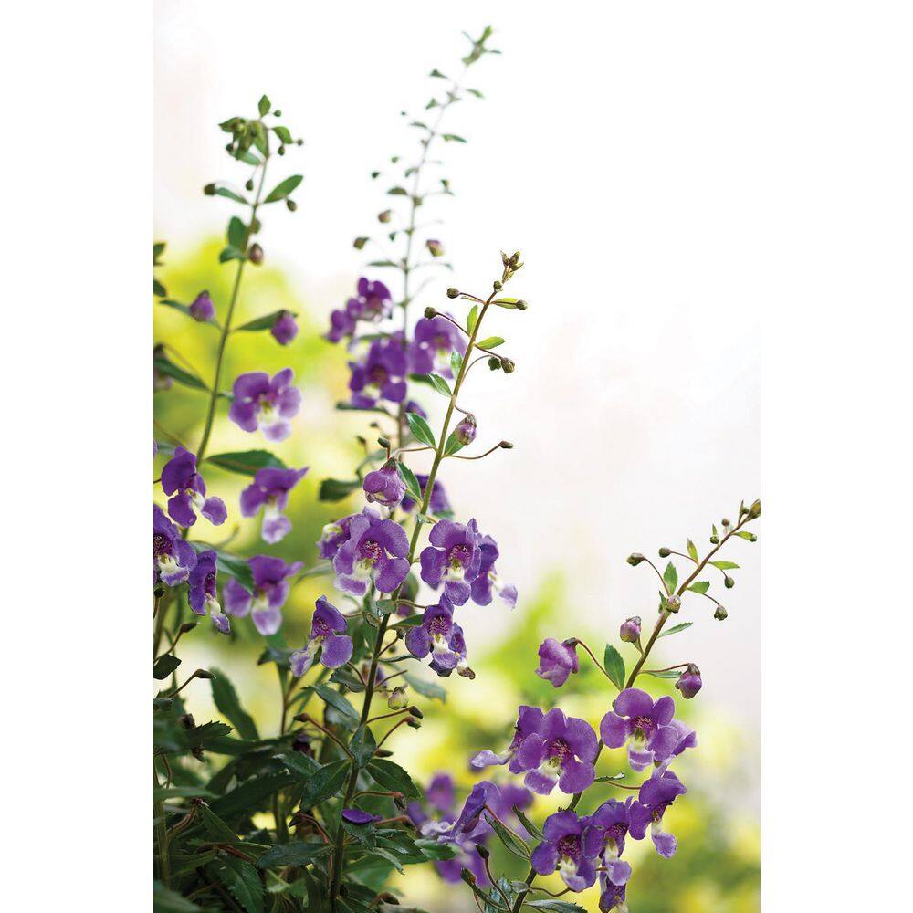 4.25 in. Eco+Grande, Angelface Blue Summer Snapdragon - Hercitys