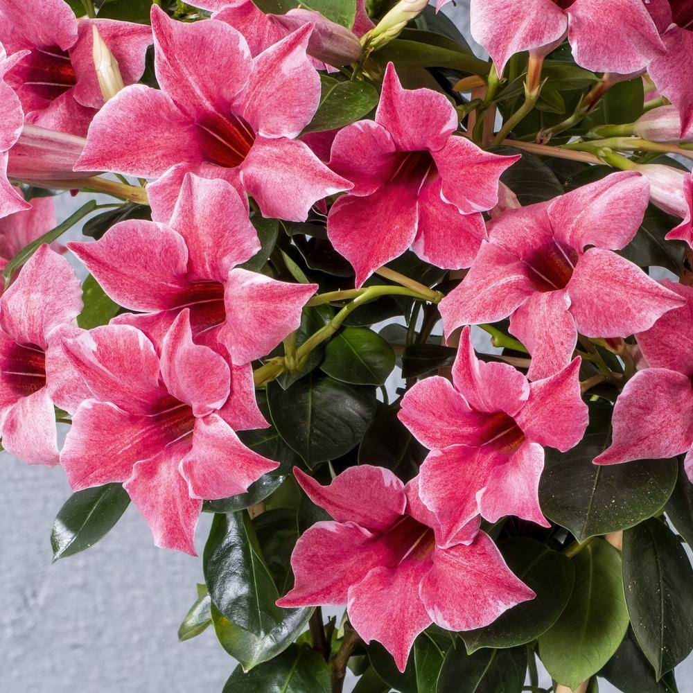 4 in. Mandevilla Mauvelous Summer Trumpet Vine Annual Plant with Mauve Flowers (3-Pack) - Hercitys