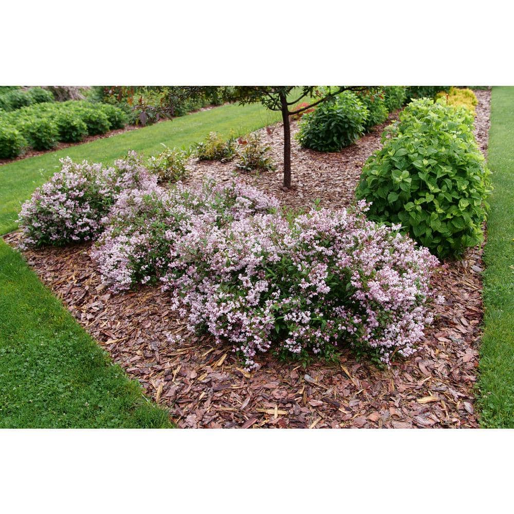 4.5 in. Quartz Yuki Kabuki Deutzia (Deutzia x) Live Flowering Shrub with Pink and White Flowers - Hercitys