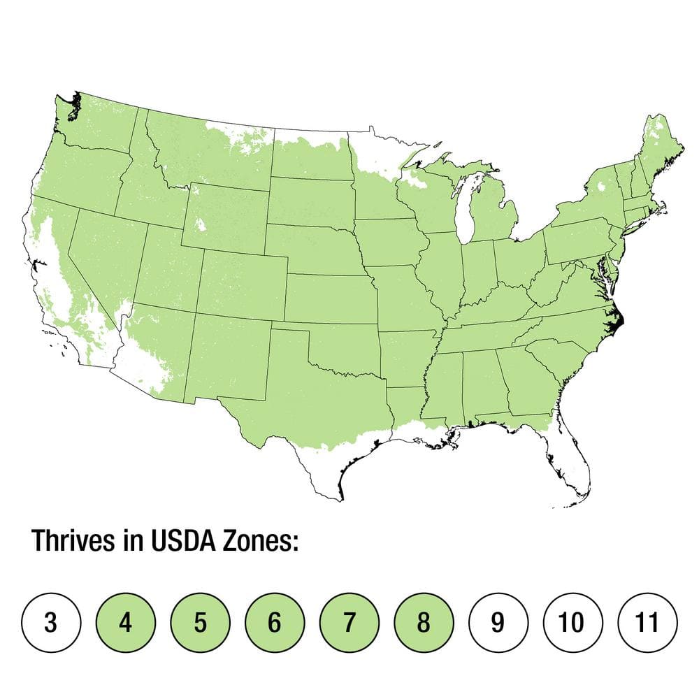 2.5 Qt. Blue Star Juniper Shrub with Low-Growing Mounded Icy Foliage - Hercitys