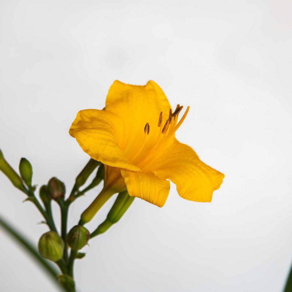 2.5 Qt. Evergreen Stella Golden-Yellow Live Perennial Daylily Plant, Fragrant and Trumpet-Shaped Flowers - Hercitys