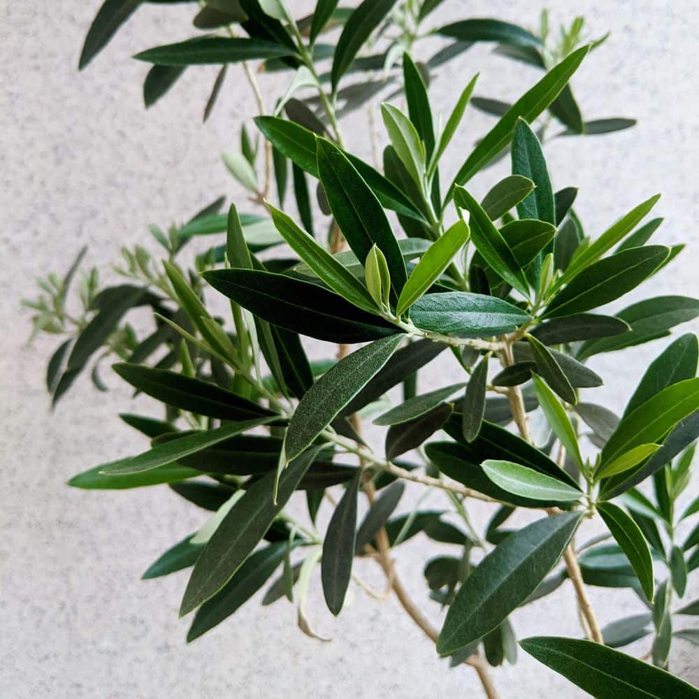 4 in. Olive Tree - Hercitys