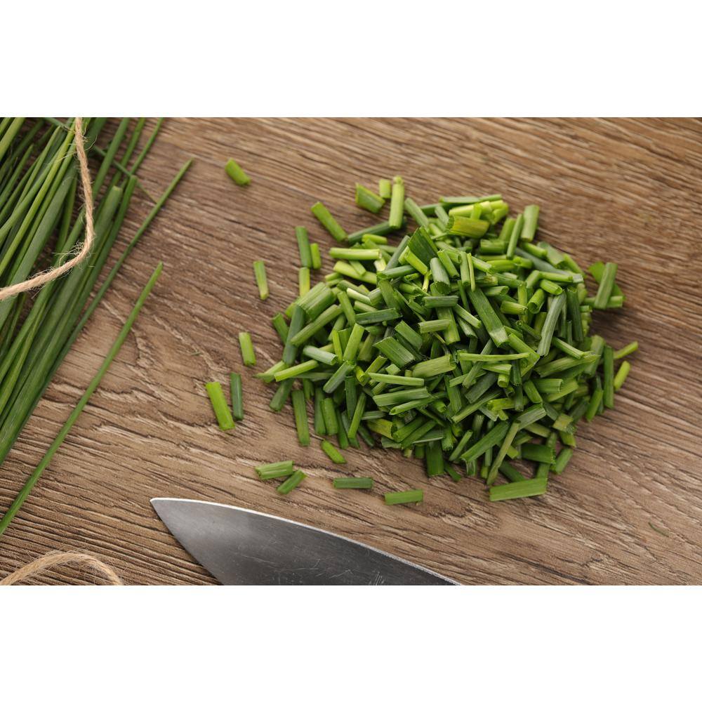 4.25 in. Eco+Grande Medium Chives (Allium schoenoprasum) Live Herb Plant (4-Pack) - Hercitys