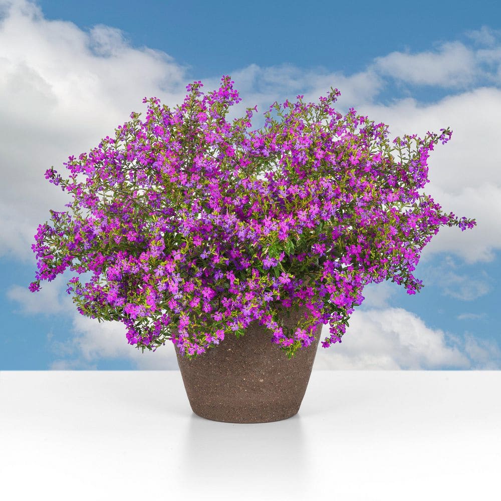 2.5 in. Cuphea Enchantia Purple Perennial Plant with Purple Flowers (3-Pack) - Hercitys
