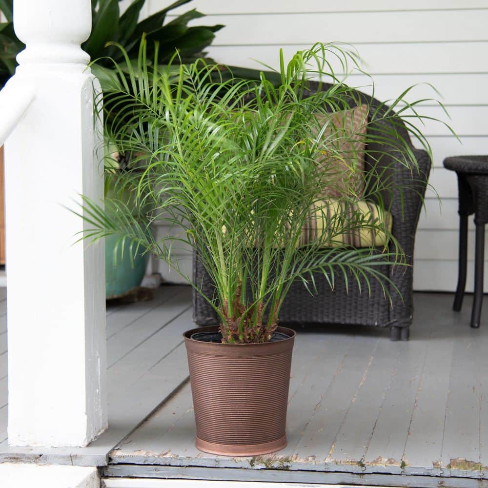 2 Gal. Robellini Palm Tree - Hercitys