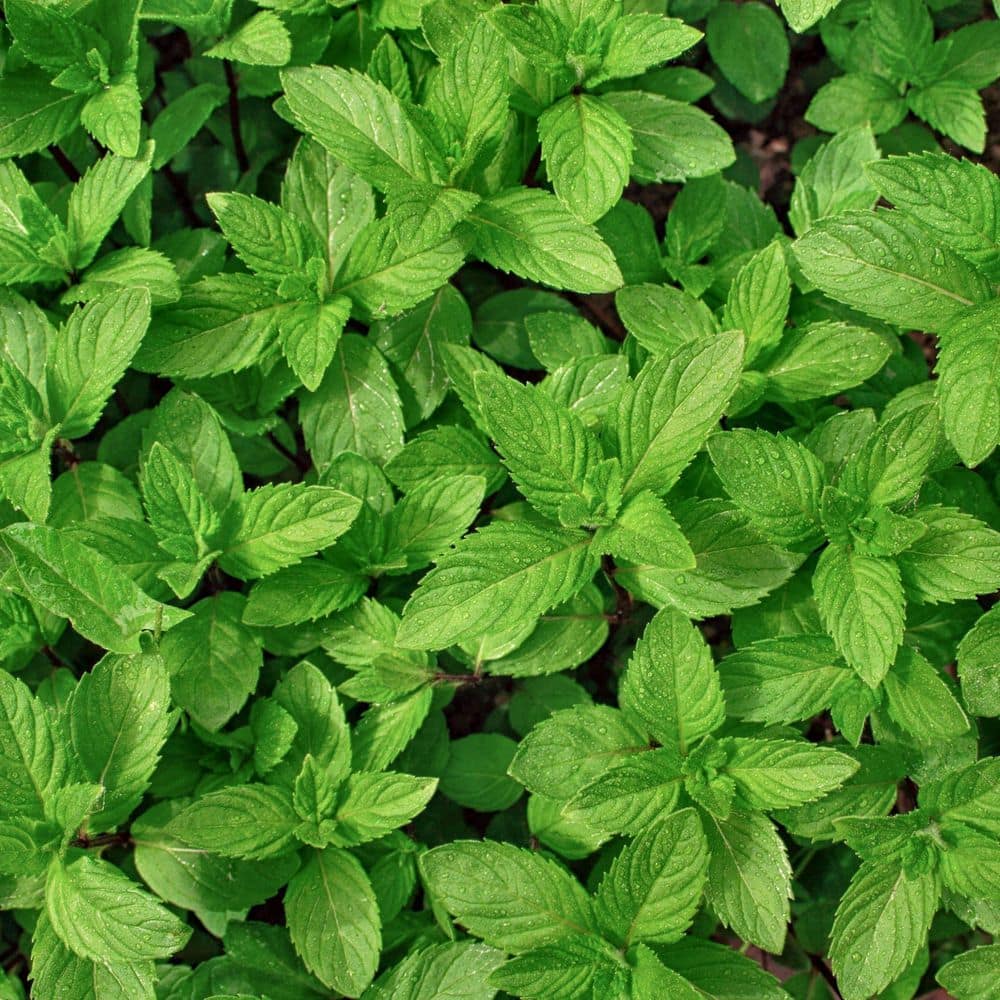 2.5 in. Spearmint Mint Plant (3-Pack) - Hercitys