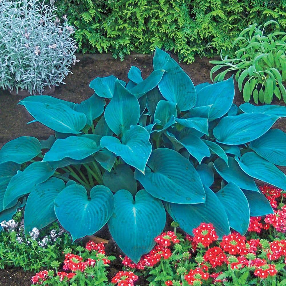 3 Gal. Pot, Earth Angel Hosta Deciduous Perennial Plant (1-Pack) - Hercitys