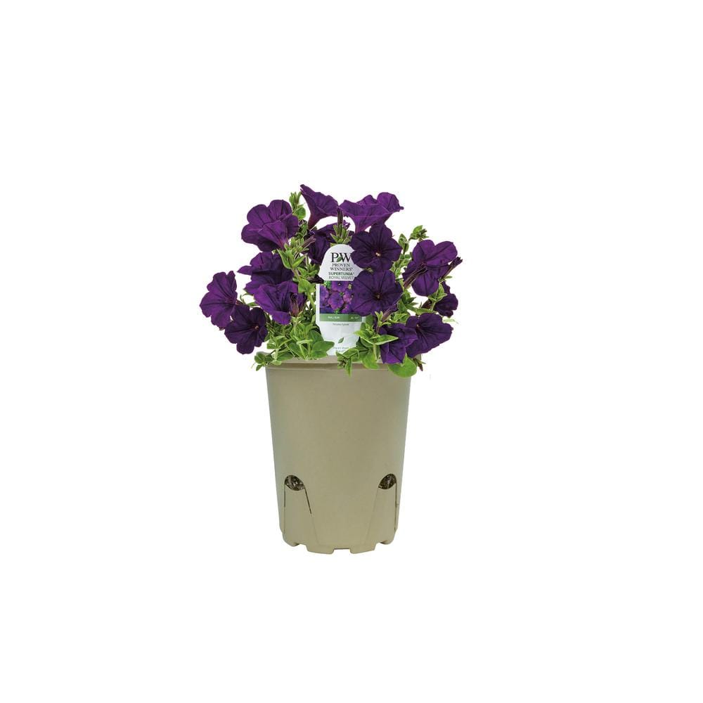 4.25 in. Eco+Grande Supertunia Royal Velvet (Petunia) Live Plant, Purple Flowers (4-Pack) - Hercitys