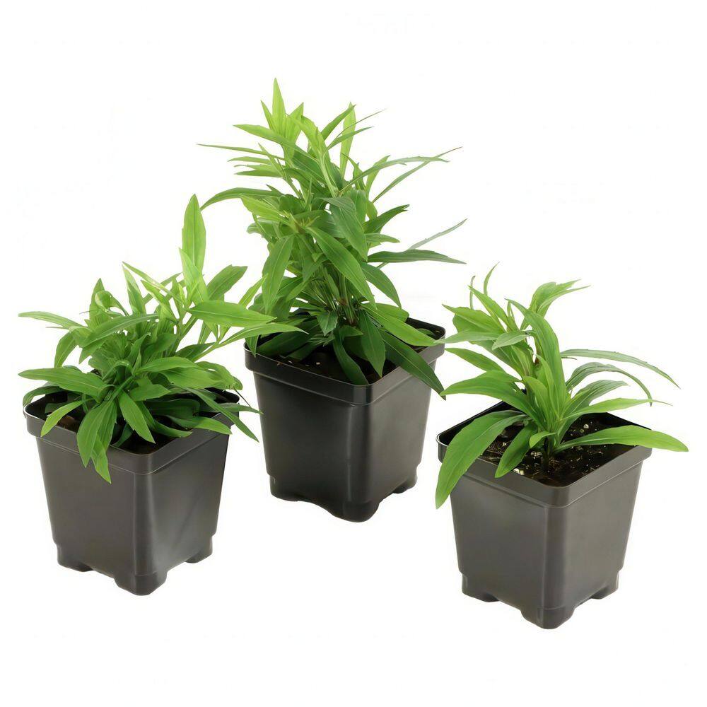 3.25 in. Goldenrod Spark Plug Perennial Plant with Yellow Flowers (3-Pack) - Hercitys