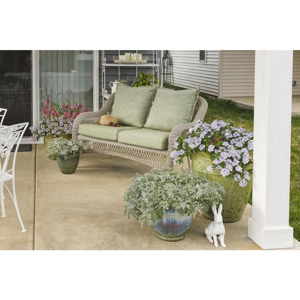 4.25 in. Eco+Grande Superbena Royale Sparkling Amethyst (Verbena) Live Plant, Purple and White Flowers (4-Pack) - Hercitys