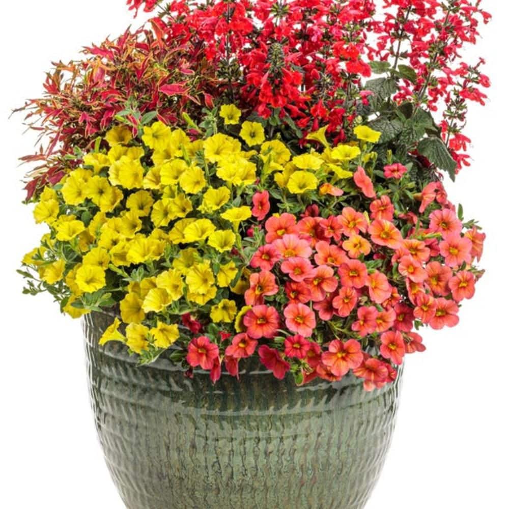 4.25 in. Eco+ Grande Unplugged Red Scarlet Sage (Salvia Coccinea) Live Annual Plant with Red Flowers 4-Pack - Hercitys