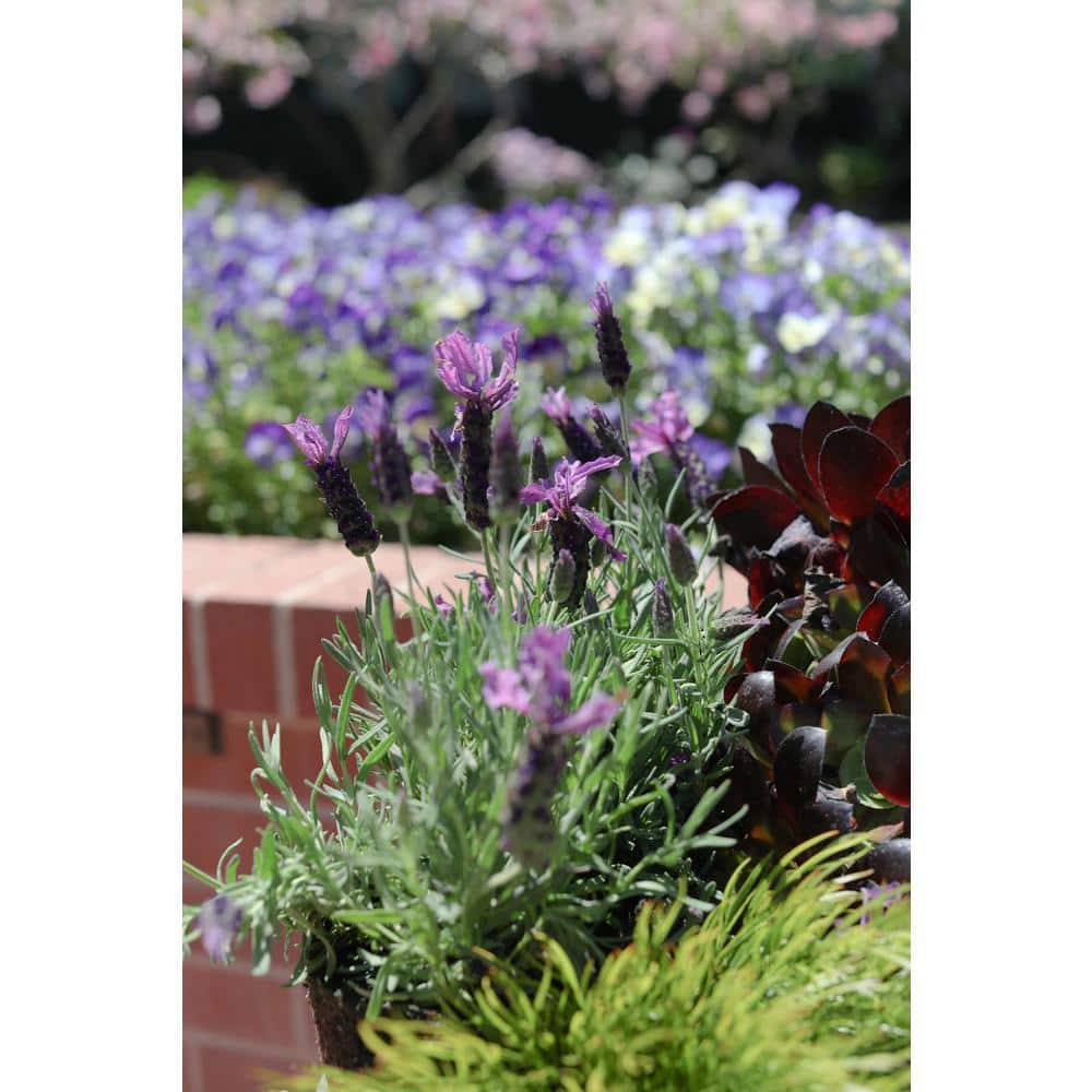 2 Gal. Purple Spanish Lavender Plant - Hercitys