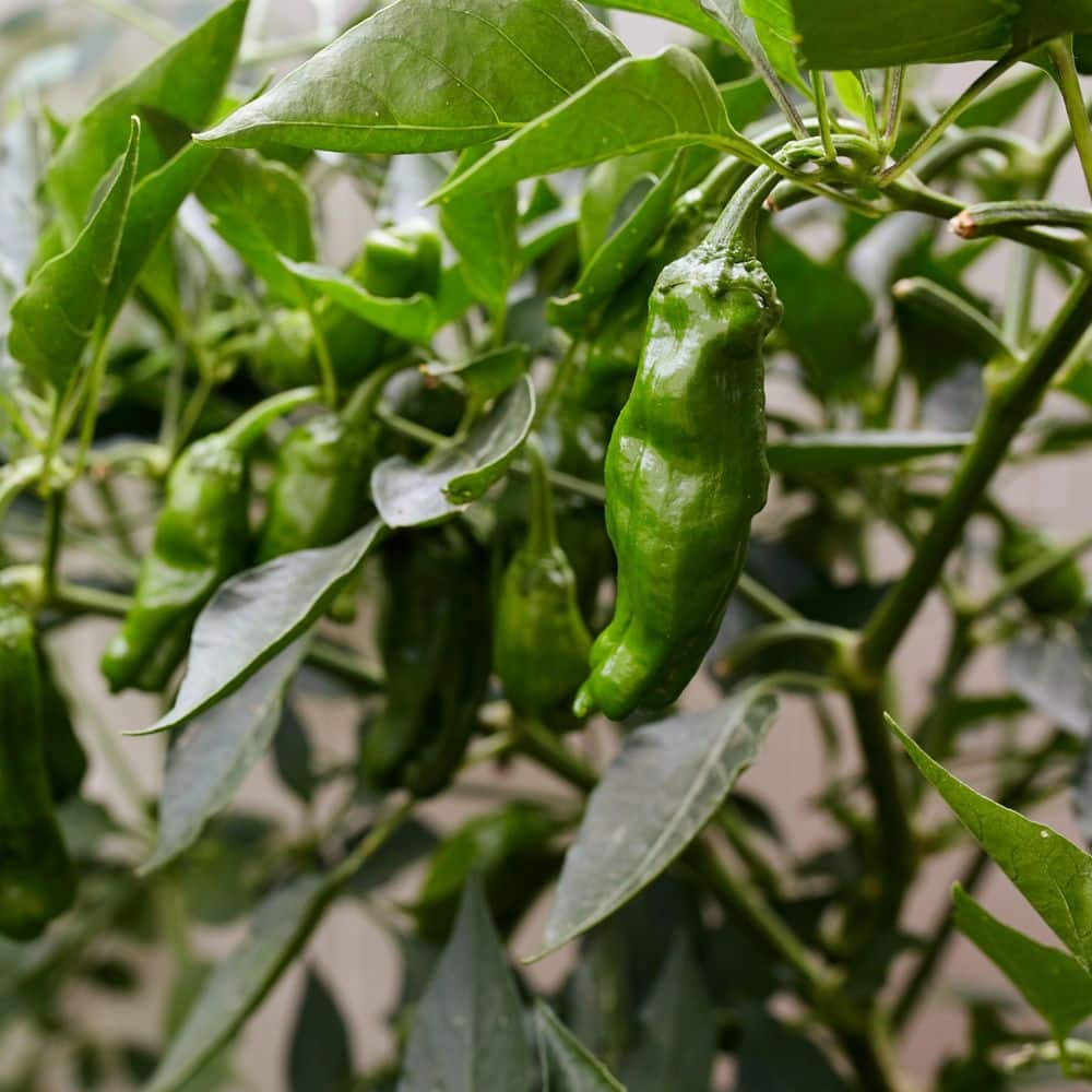 2.5 in. Chile Pepper Shishito Plant (3-Pack) - Hercitys