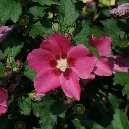 4.5 in. Qt. Rouge Paraplu Rose of Sharon (Hibiscus) Live Shrub, Pink-Red Flowers - Hercitys