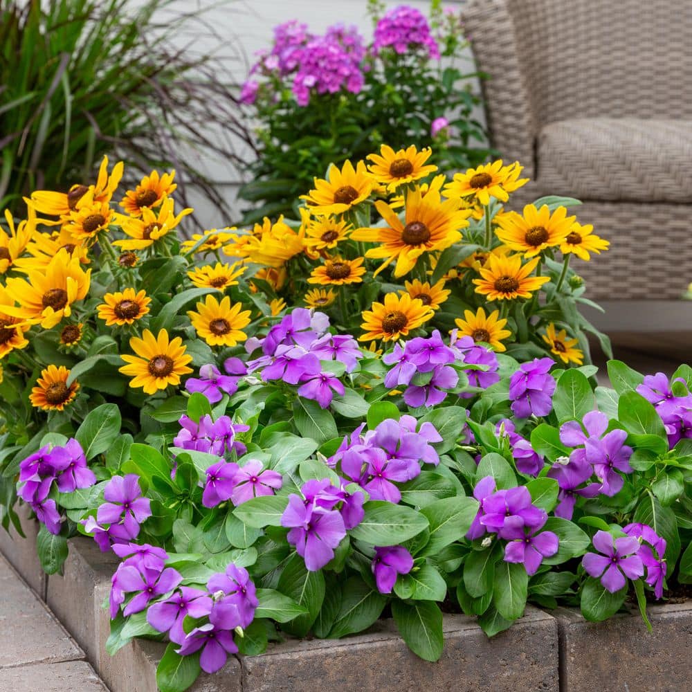 2 qt. Vinca Blue Annual Plant (3-Pack) - Hercitys