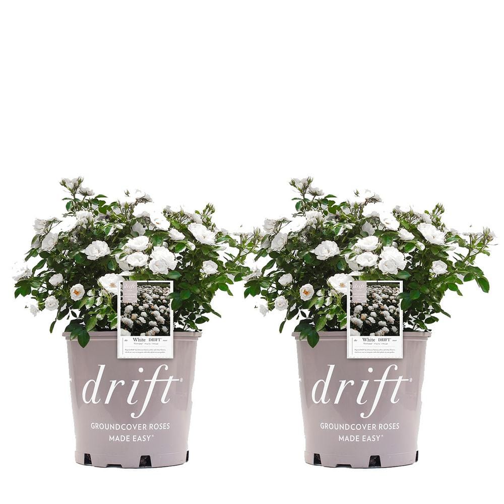 3 Gal. White Drift Rose Bush with White Flowers (2-Pack) - Hercitys