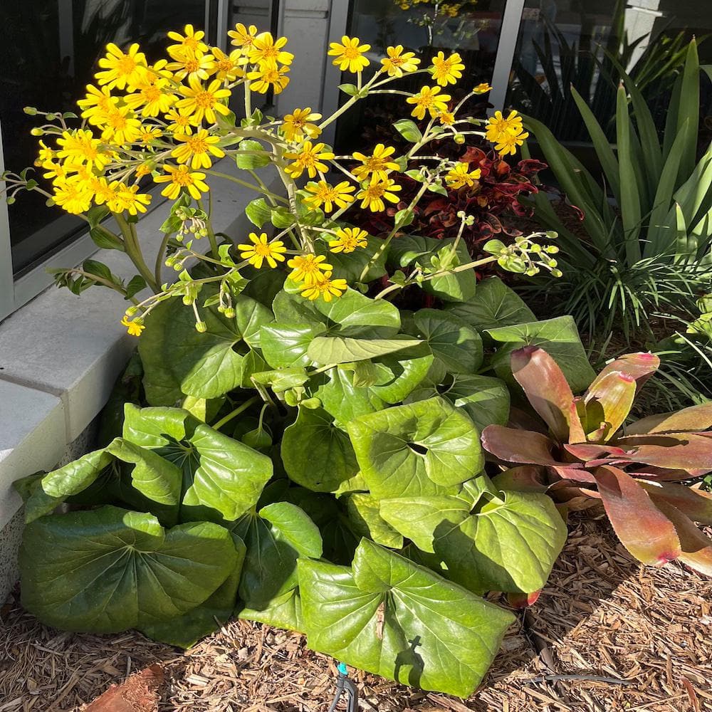 3 Gal. Leopard Farfugium Perennial Plant with Yellow Flowers - Hercitys