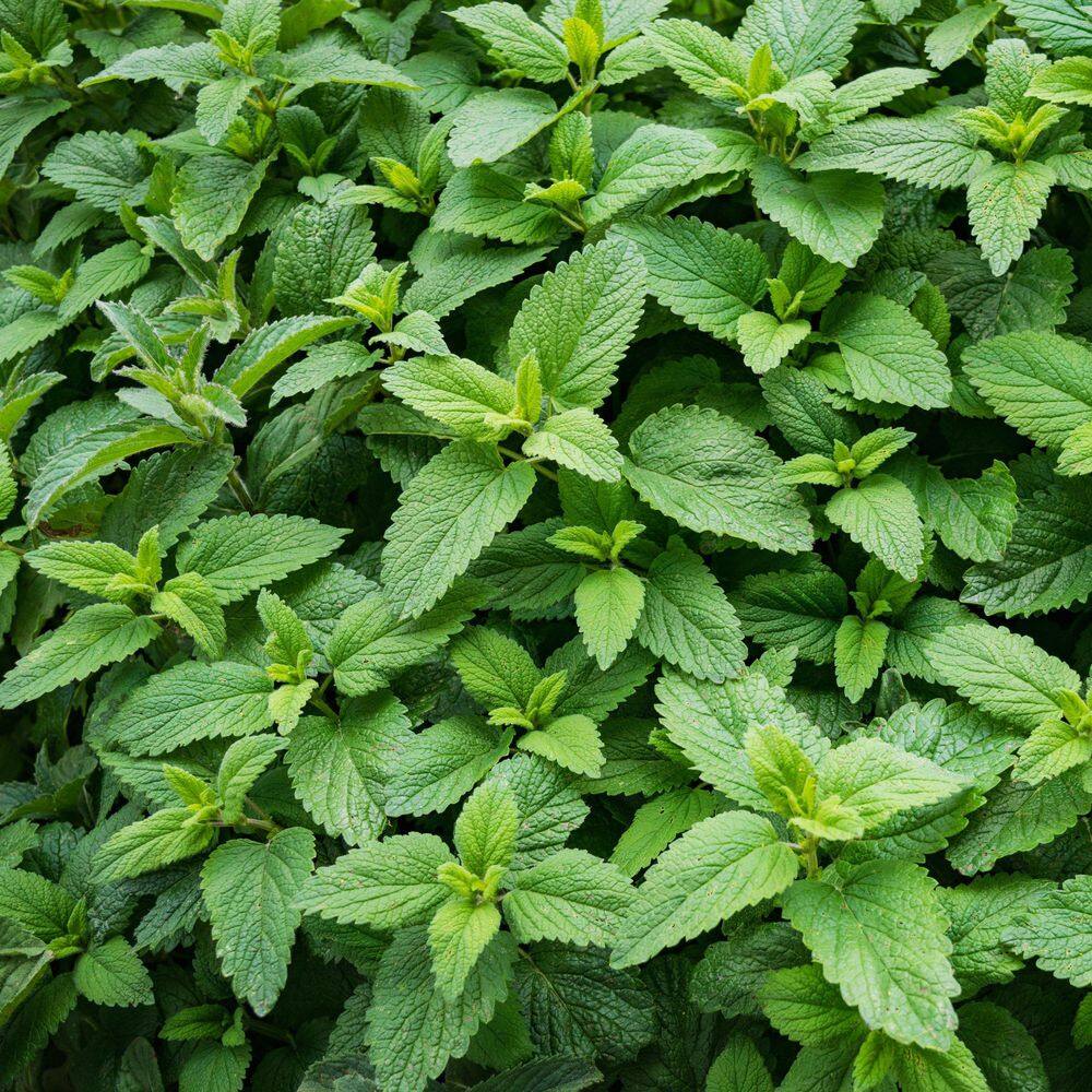 2.5 in. Spearmint Mint Plant (3-Pack) - Hercitys