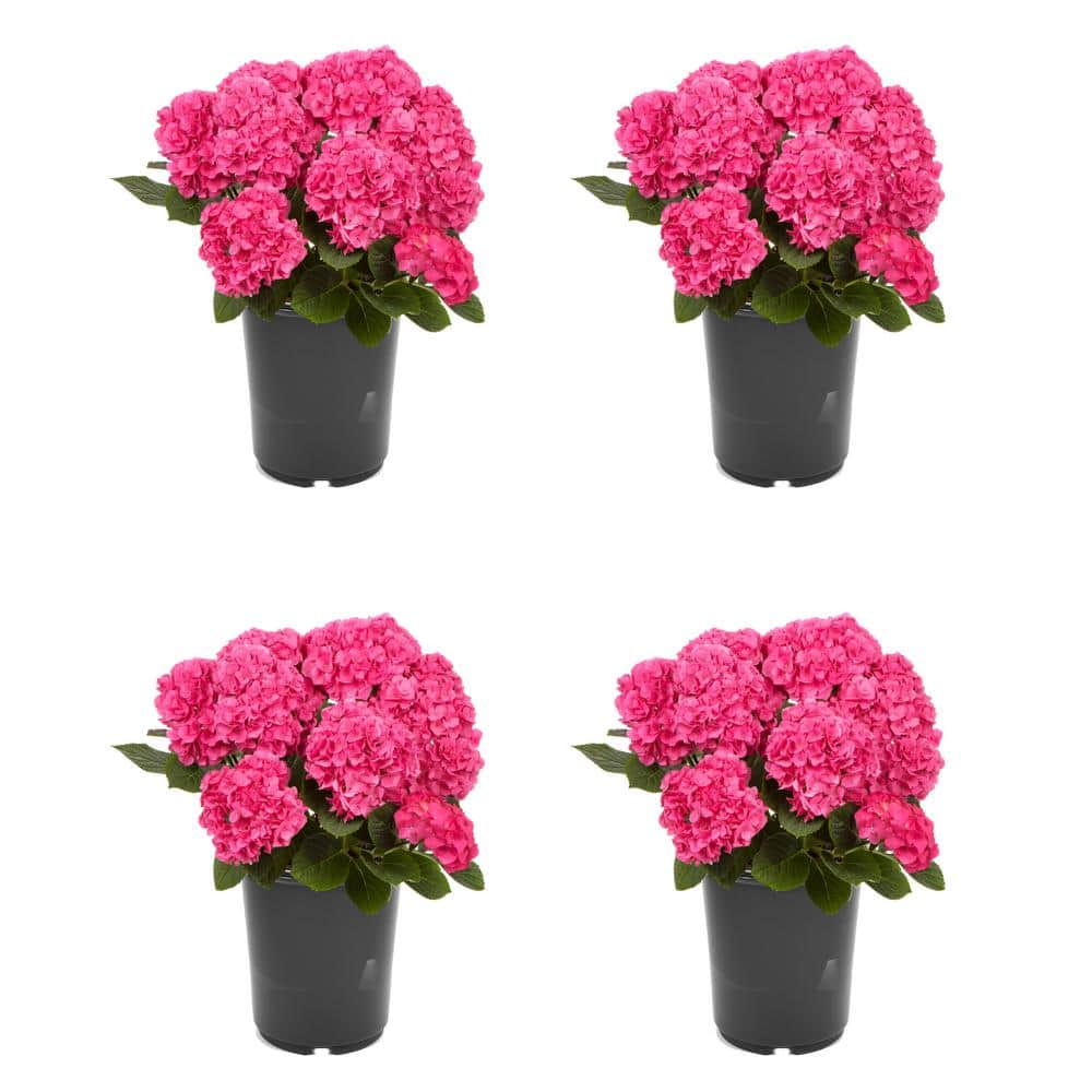 2.5 qt. Hydrangea macrophylla Hi Horizon Pink Perennial Plant with Pink Flowers – 4-Pack - Hercitys