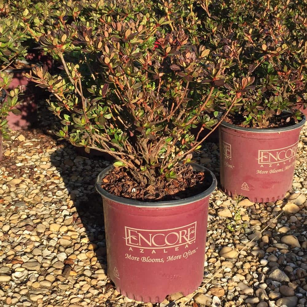 1 Gal. Autumn Fire Shrub with True Red Reblooming Flowers - Hercitys