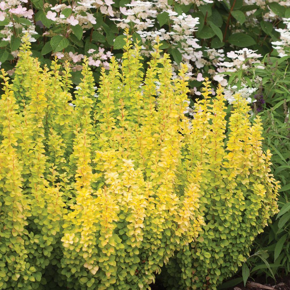 2 Gal. Sunjoy Gold Pillar Barberry Shrub with Vivid Gold Foliage - Hercitys