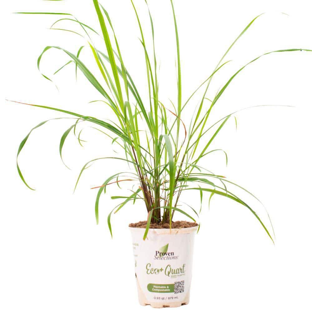 4.5 in. Qt. Proven Selections Lemony Snicket Lemongrass (Cymbopogon Citratus) Live Annual Plant with Green Foliage - Hercitys