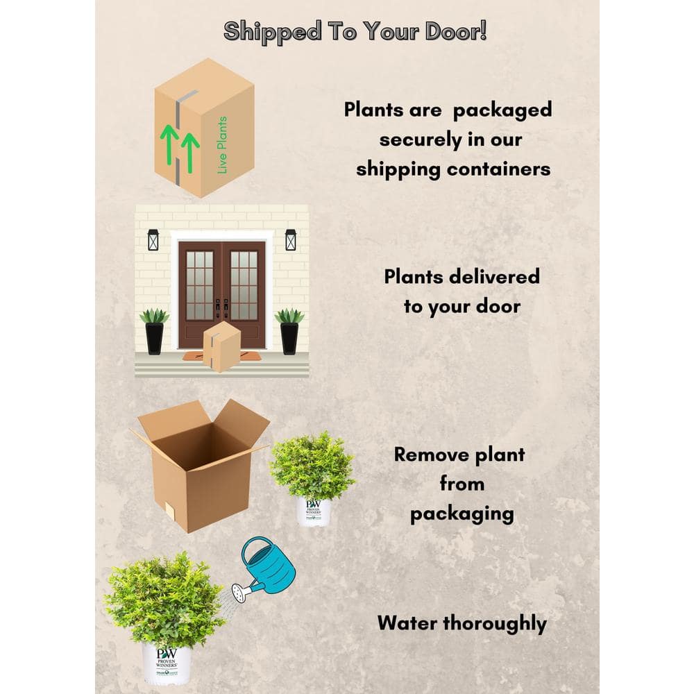 2 Gal. Golden Ticket Ligustrum Shrub with Bright Yellow Foliage - Hercitys