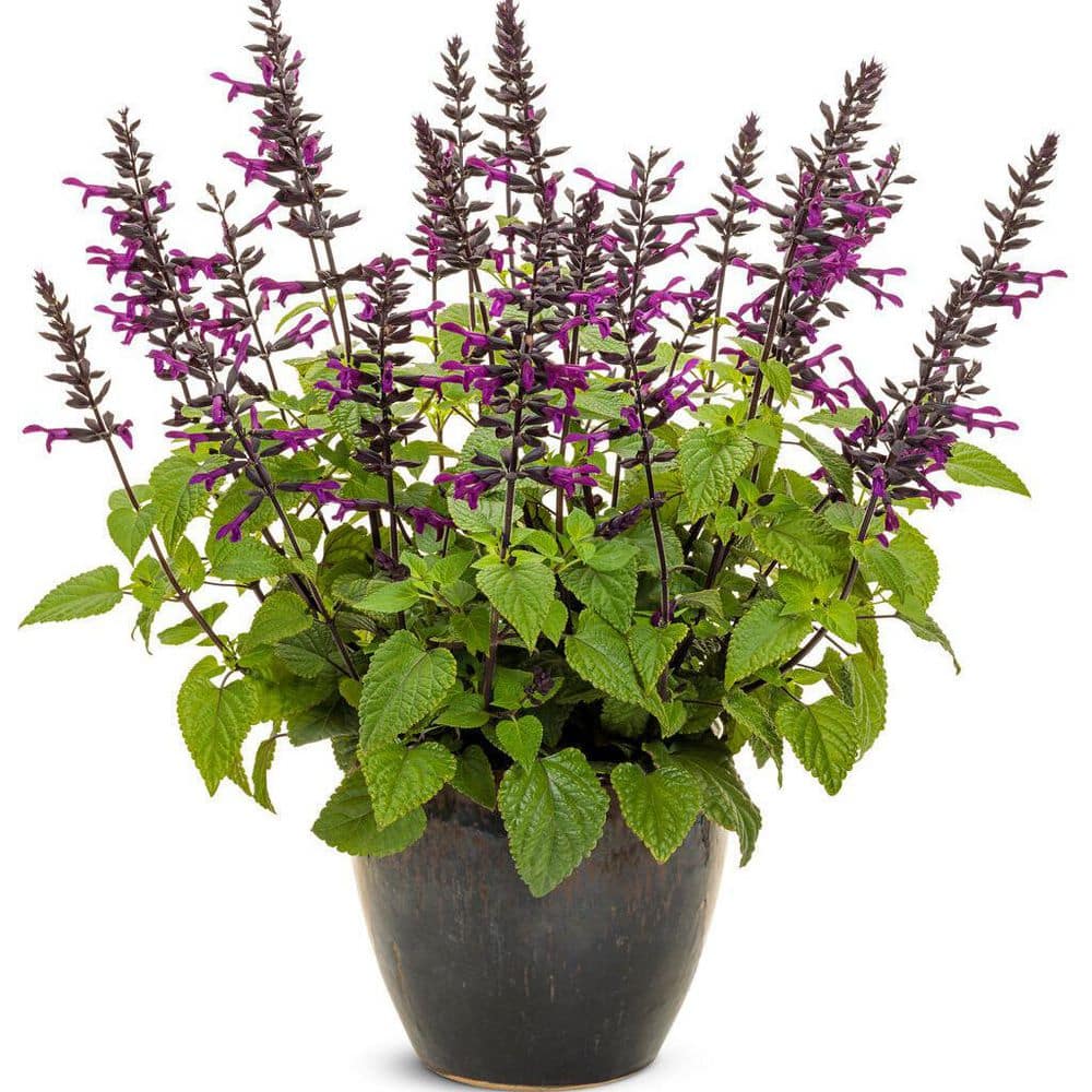 4.25 in. Eco+ Grande Rockin’ Deep Purple Salvia (Hybrid) Live Annual Plant with Purple Flowers 4-Pack - Hercitys
