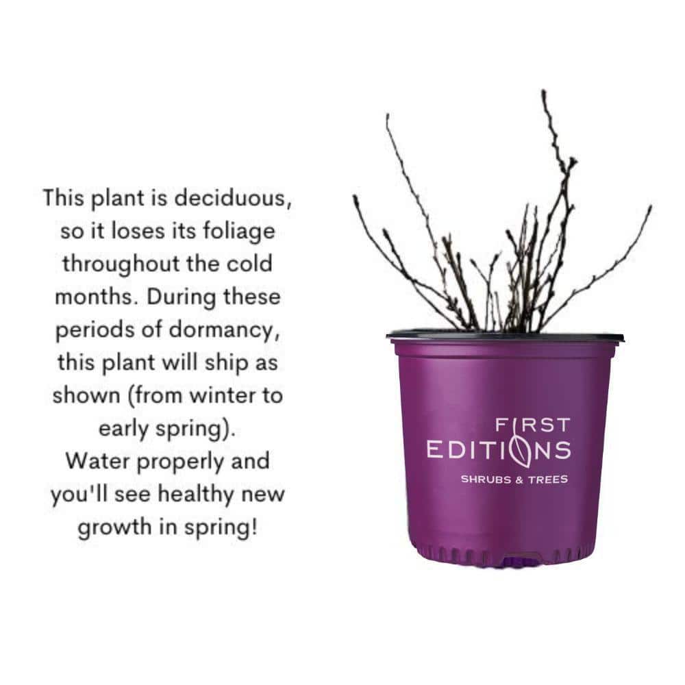 2 Gal. Little Devil Ninebark Shrub with Dark Foliage - Hercitys